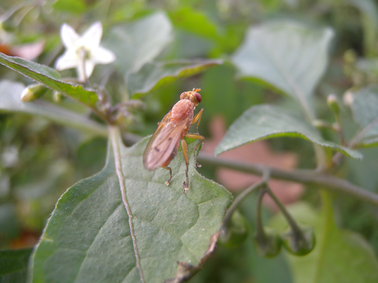 Tetanocera sp., Sciomyzidae